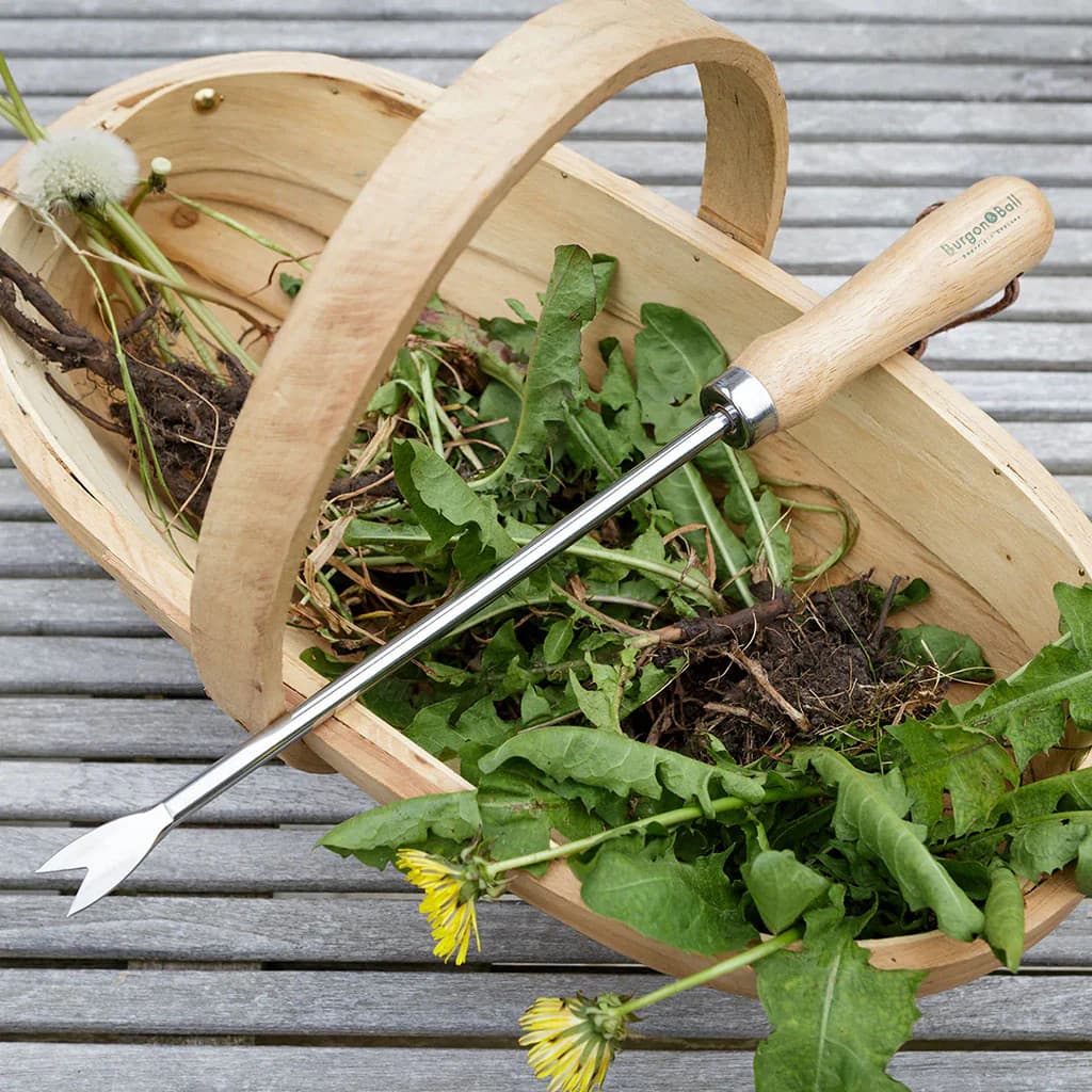 Burgon & Ball Dandelion Weeder Stainless Steel Weeding British NEW - Image 2